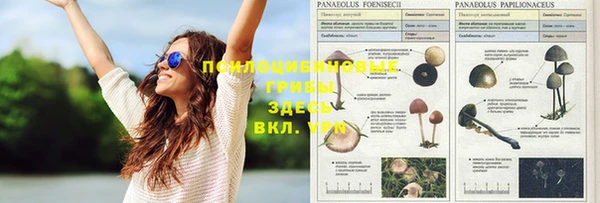 индика Арсеньев